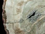 Araucaria Petrified Wood Slab - x #6786-1